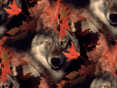 Wolf in the Forest Background Tile Seamless