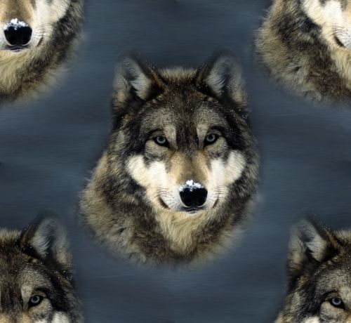 Grey Wolf Background Seamless
