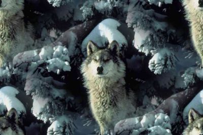 Wolf in the snow background 