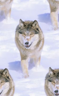 Wolf Walking In The Snow Seamless Background Tile